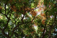 flowertree
