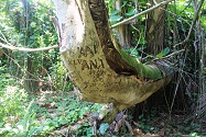 graffiti tree