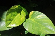 green leaf