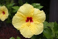 hibiscus