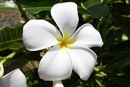 plumaria