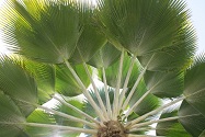sky palm